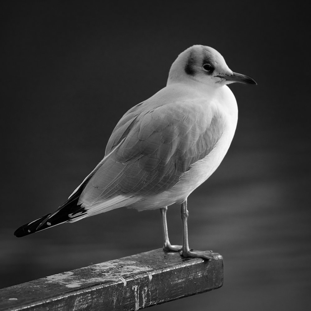   Gull: X-T2 and 100-400 f/4.5-5.6  